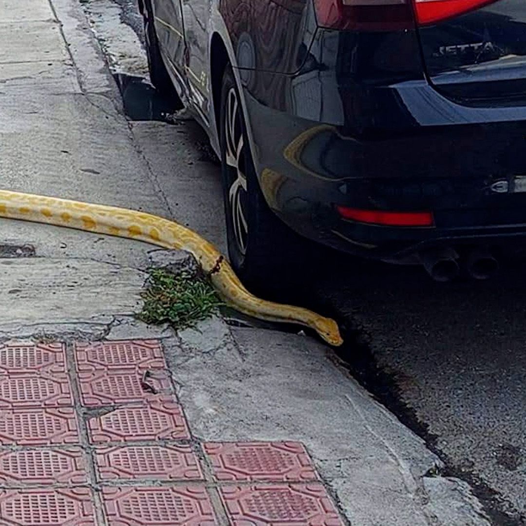 Vecinos Encuentran Serpiente Pitón Sobre una Banqueta en Saltillo